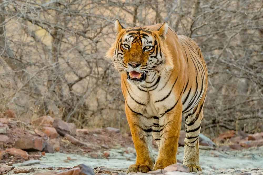 Triangle d'or et nature sauvage 